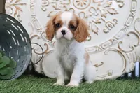Ace, a male Cavalier King Charles Spaniel for sale in Charm, OH – 1 of 5