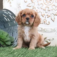 Owen, a male Cavalier King Charles Spaniel for sale in Charm, OH – Photo 3 of 5