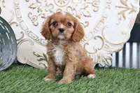 Owen, a male Cavalier King Charles Spaniel for sale in Charm, OH – Photo 1 of 5