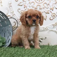 Owen, a male Cavalier King Charles Spaniel for sale in Charm, OH – Photo 1 of 5