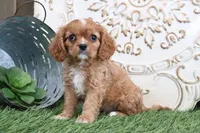 Owen, a male Cavalier King Charles Spaniel for sale in Charm, OH – Photo 2 of 5