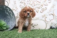 Owen, a male Cavalier King Charles Spaniel for sale in Charm, OH – Photo 3 of 5