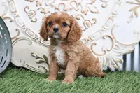 Owen, a male Cavalier King Charles Spaniel for sale in Charm, OH – Photo 4 of 5