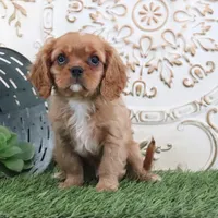 Owen, a male Cavalier King Charles Spaniel for sale in Charm, OH – Photo 2 of 5