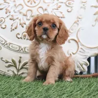 Owen, a male Cavalier King Charles Spaniel for sale in Charm, OH – Photo 5 of 5