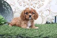 Owen, a male Cavalier King Charles Spaniel for sale in Charm, OH – Photo 5 of 5
