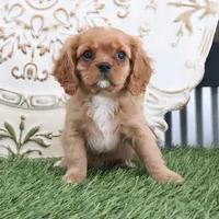 Owen, a male Cavalier King Charles Spaniel for sale in Charm, OH – Photo 4 of 5