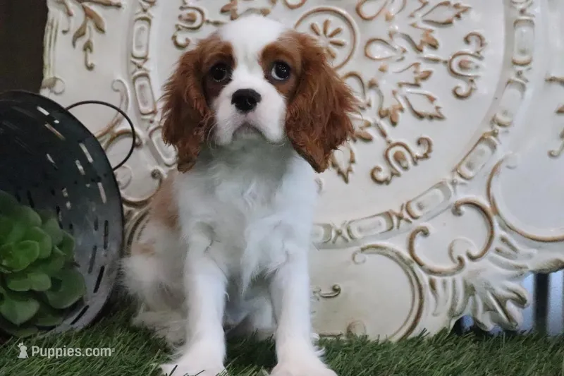 Buddy – Cavalier King Charles Spaniel puppy for sale in Charm, OH