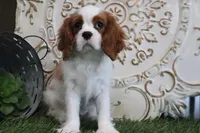 Buddy, a male Cavalier King Charles Spaniel for sale in Charm, OH – Photo 1 of 4