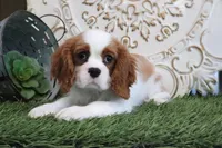 Buddy, a male Cavalier King Charles Spaniel for sale in Charm, OH – Photo 4 of 4
