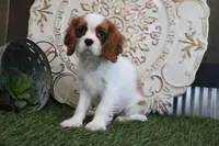 Buddy, a male Cavalier King Charles Spaniel for sale in Charm, OH – Photo 3 of 4