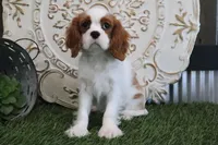 Buddy, a male Cavalier King Charles Spaniel for sale in Charm, OH – Photo 2 of 4