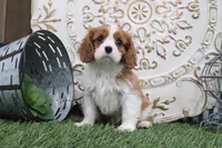 Cecil, a male Cavalier King Charles Spaniel for sale in Charm, OH – 2 of 6