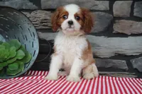 Nora, a female Cavalier King Charles Spaniel for sale in Charm, OH – 3 of 4