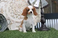 Dixie, a female Cavalier King Charles Spaniel for sale in Charm, OH – 4 of 4