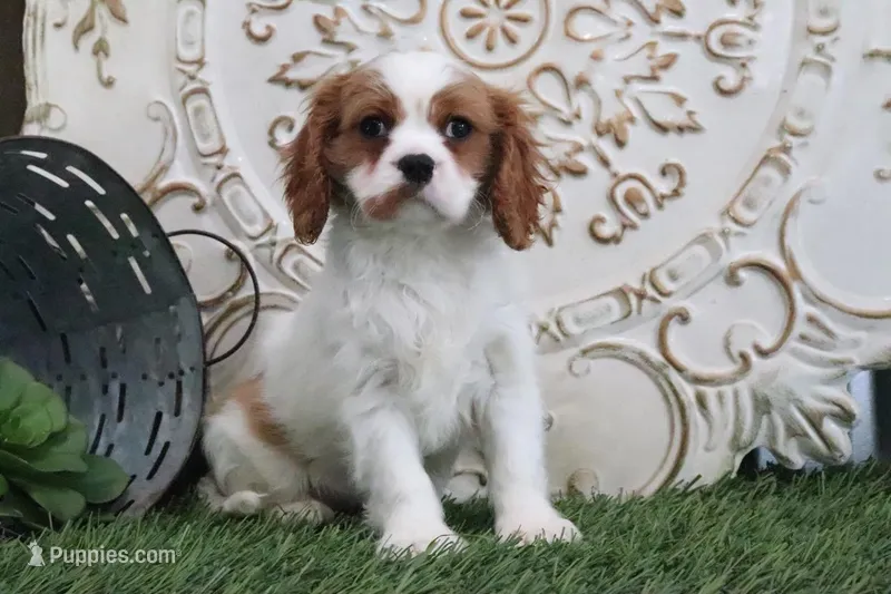 Veto – Cavalier King Charles Spaniel puppy for sale in Charm, OH