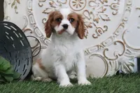 Veto, a male Cavalier King Charles Spaniel for sale in Charm, OH – Photo 1 of 5