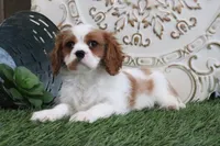 Veto, a male Cavalier King Charles Spaniel for sale in Charm, OH – Photo 4 of 5