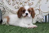 Veto, a male Cavalier King Charles Spaniel for sale in Charm, OH – Photo 2 of 5