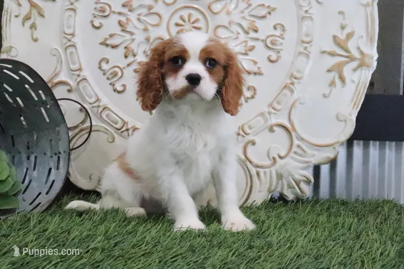Veto – Cavalier King Charles Spaniel puppy for sale in Charm, OH