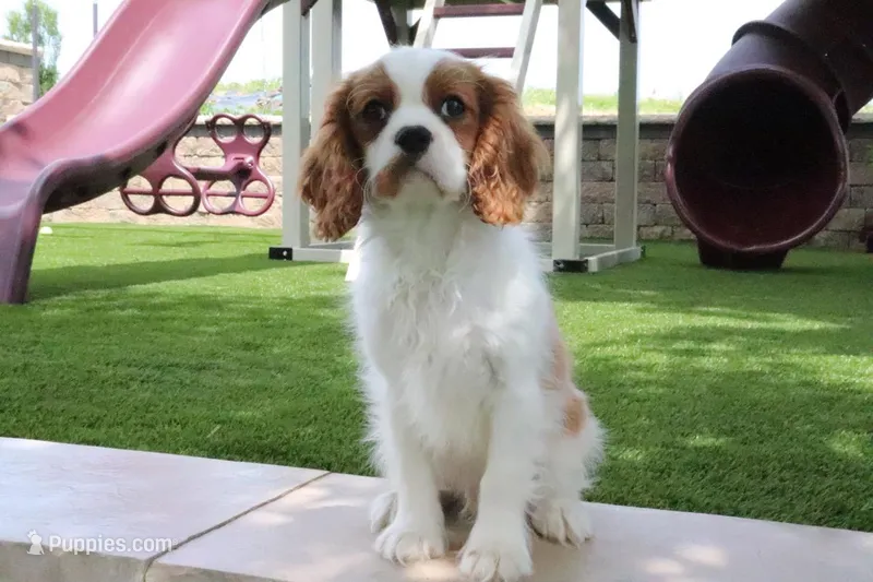 Veto – Cavalier King Charles Spaniel puppy for sale in Charm, OH