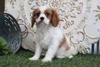 Veto, a male Cavalier King Charles Spaniel for sale in Charm, OH – Photo 3 of 5