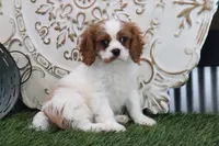 Veto, a male Cavalier King Charles Spaniel for sale in Charm, OH – Photo 5 of 5