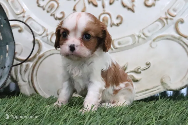 Roxy – Cavalier King Charles Spaniel puppy for sale in Charm, OH