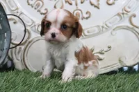 Roxy, a male Cavalier King Charles Spaniel for sale in Charm, OH – 1 of 6