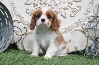 Charlotte, a male Cavalier King Charles Spaniel for sale in Charm, OH – 4 of 5
