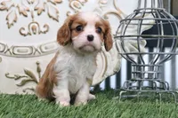 Romeo, a male Cavalier King Charles Spaniel for sale in Charm, OH – 2 of 5
