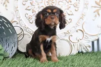 Tanner, a female Cavalier King Charles Spaniel for sale in Charm, OH – Photo 5 of 7