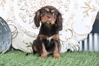 Tanner, a female Cavalier King Charles Spaniel for sale in Charm, OH – Photo 7 of 7