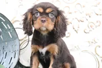 Tanner, a female Cavalier King Charles Spaniel for sale in Charm, OH – Photo 1 of 7