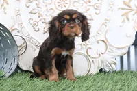 Tanner, a female Cavalier King Charles Spaniel for sale in Charm, OH – Photo 2 of 7