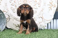 Tanner, a female Cavalier King Charles Spaniel for sale in Charm, OH – Photo 3 of 7