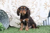 Tanner, a female Cavalier King Charles Spaniel for sale in Charm, OH – Photo 6 of 7
