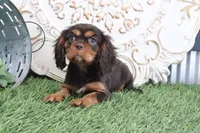 Tanner, a female Cavalier King Charles Spaniel for sale in Charm, OH – Photo 4 of 7