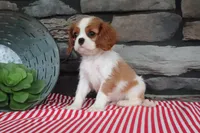 Pablo, a male Cavalier King Charles Spaniel for sale in Charm, OH – 5 of 5