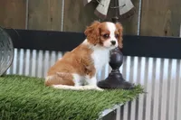 Frankie, a male Cavalier King Charles Spaniel for sale in Charm, OH – 4 of 4