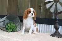 Arnie, a male Cavalier King Charles Spaniel for sale in Charm, OH – 9 of 10
