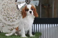 Valentine, a male Cavalier King Charles Spaniel for sale in Charm, OH – 1 of 6