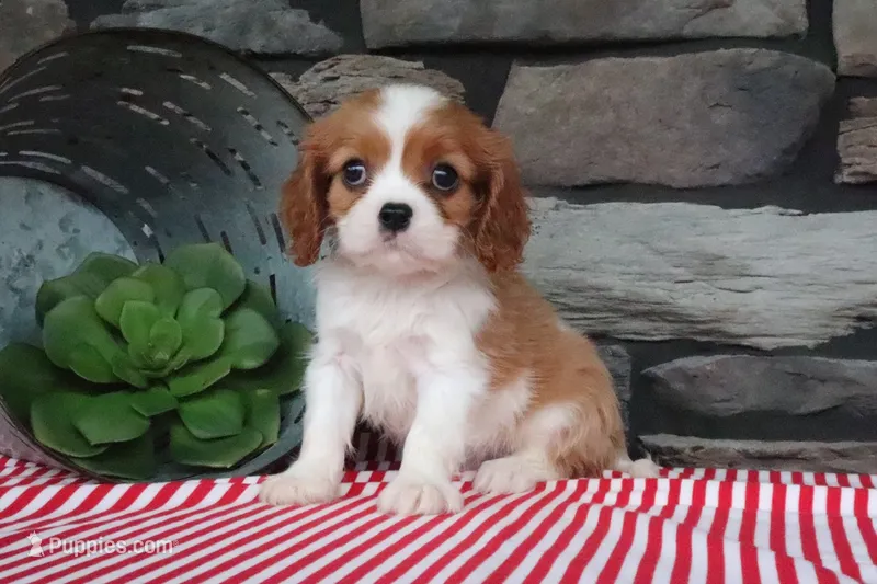 Oliver – Cavalier King Charles Spaniel puppy for sale in Charm, OH