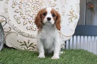 Angie, a female Cavalier King Charles Spaniel for sale in Charm, OH – Photo 4 of 4