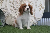 Angie, a female Cavalier King Charles Spaniel for sale in Charm, OH – Photo 3 of 4