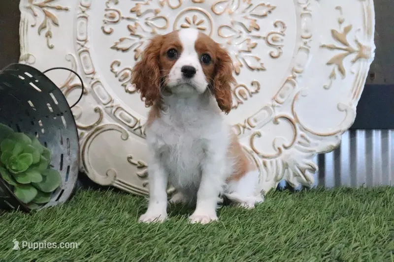 Angie – Cavalier King Charles Spaniel puppy for sale in Charm, OH
