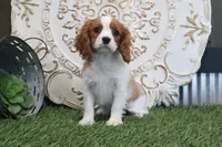 Angie, a female Cavalier King Charles Spaniel for sale in Charm, OH – Photo 1 of 4