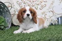 Angie, a female Cavalier King Charles Spaniel for sale in Charm, OH – Photo 2 of 4