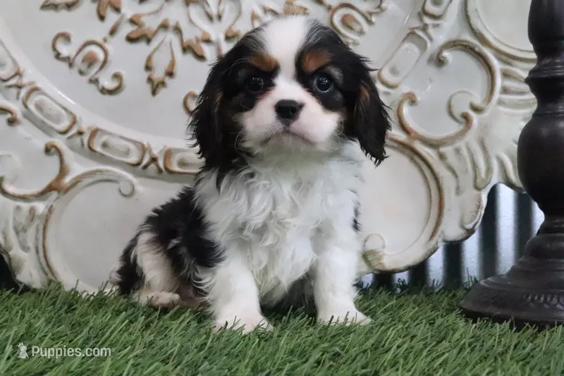 Edison – Cavalier King Charles Spaniel puppy for sale in Charm, OH