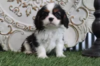 Edison, a male Cavalier King Charles Spaniel for sale in Charm, OH – 1 of 4